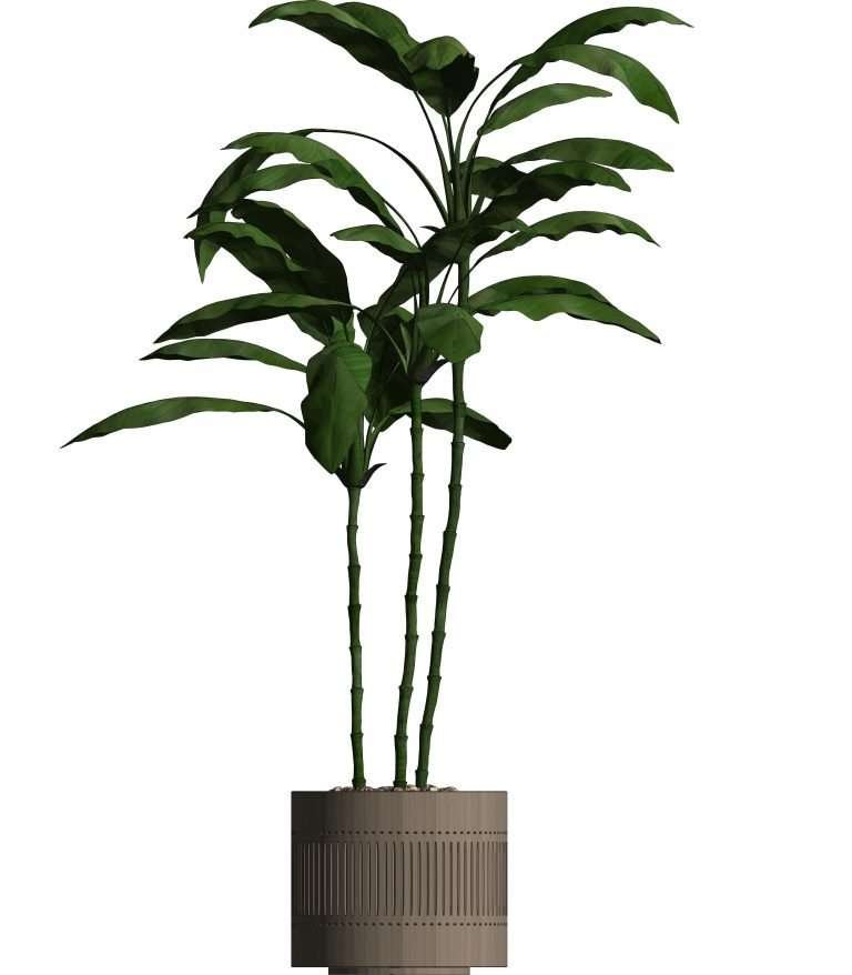 Revit Potted Plants 31 Model And Object